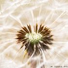 Pusteblume 