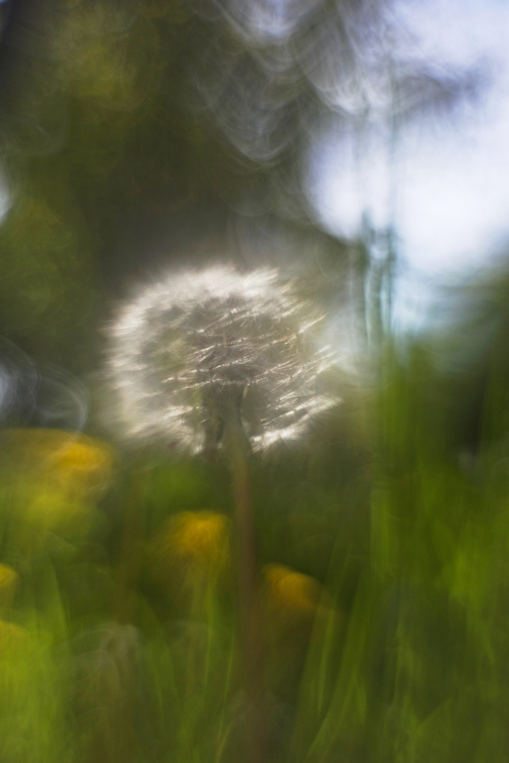 Pusteblume