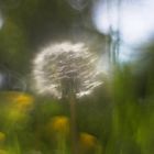 Pusteblume