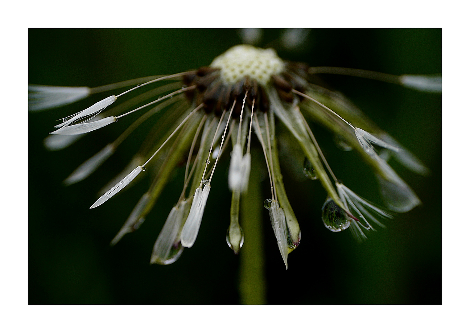 Pusteblume