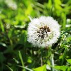 Pusteblume