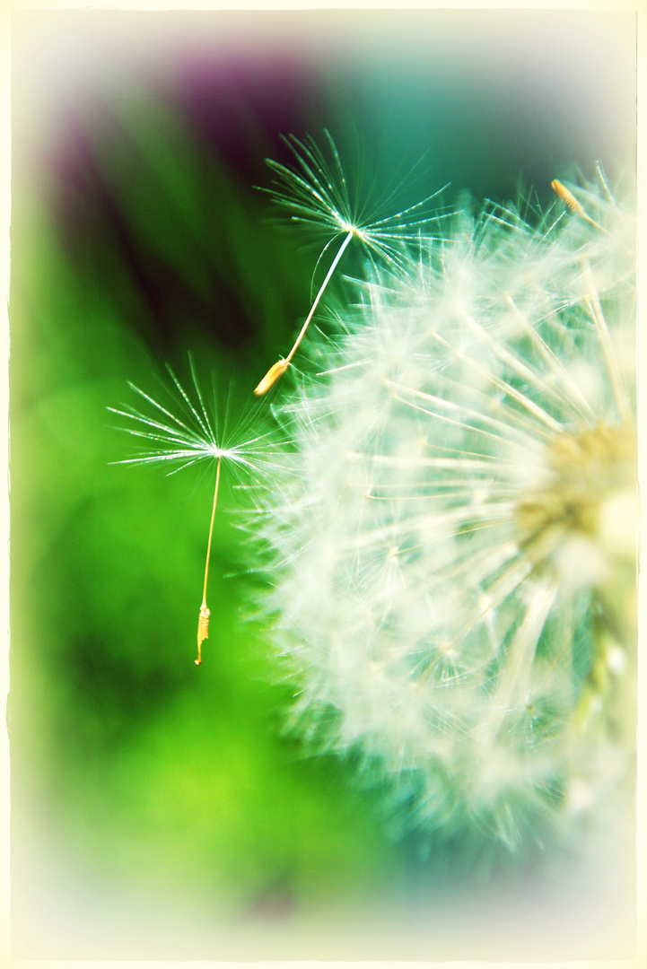 Pusteblume