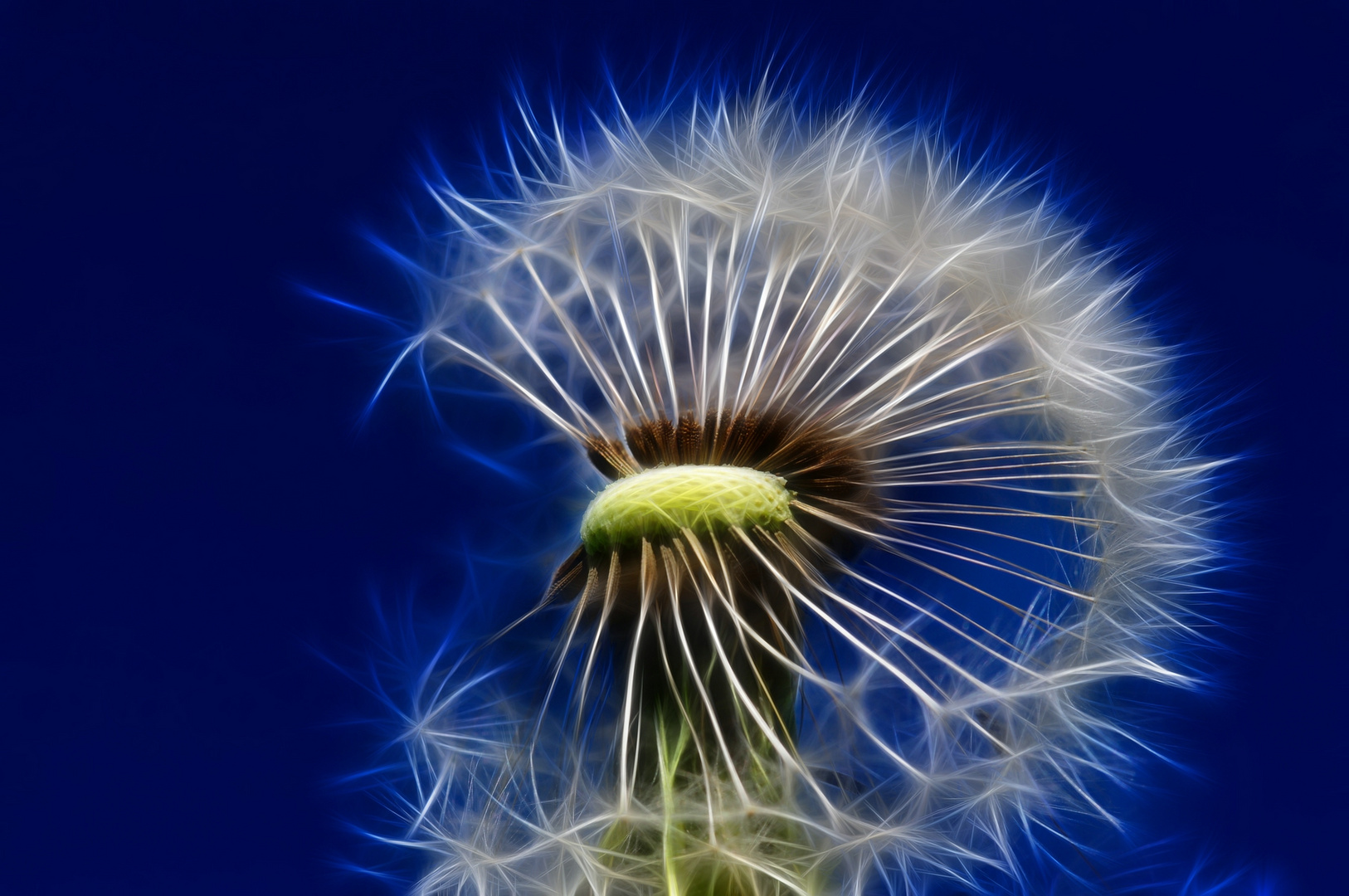 Pusteblume