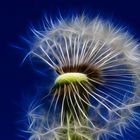 Pusteblume