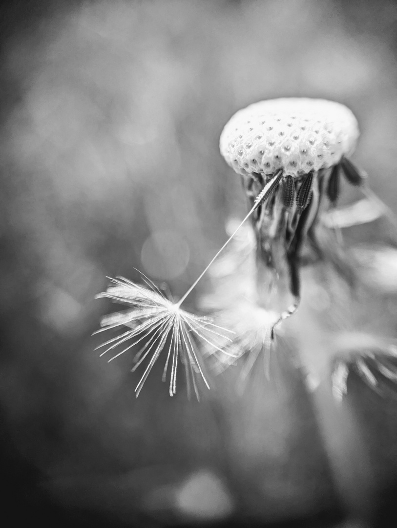 Pusteblume