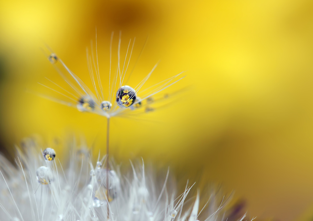 Pusteblume