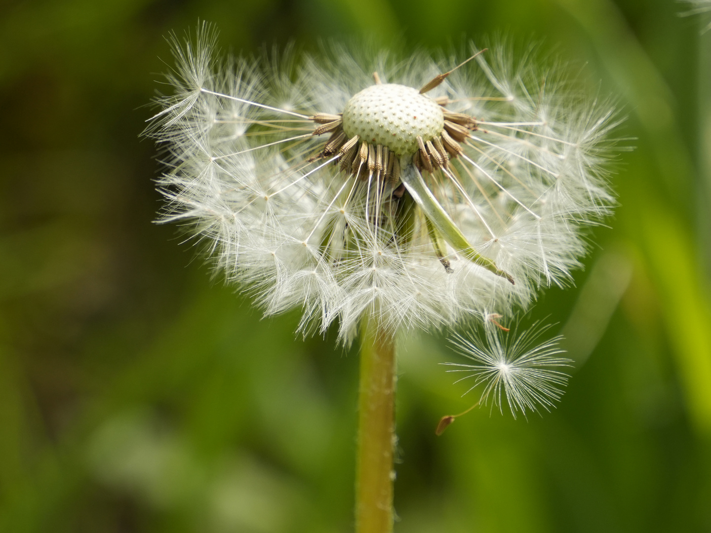 Pusteblume