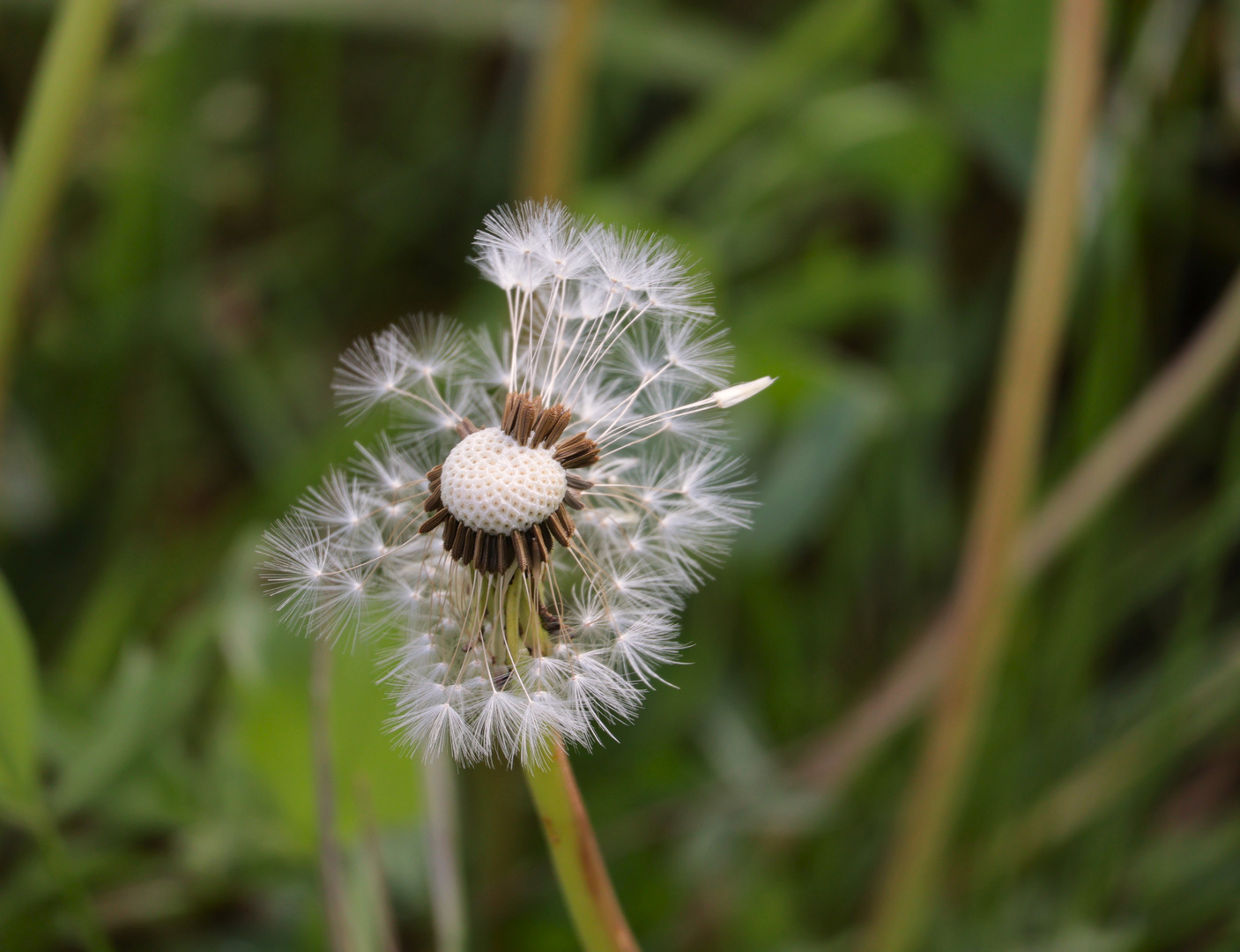 Pusteblume 