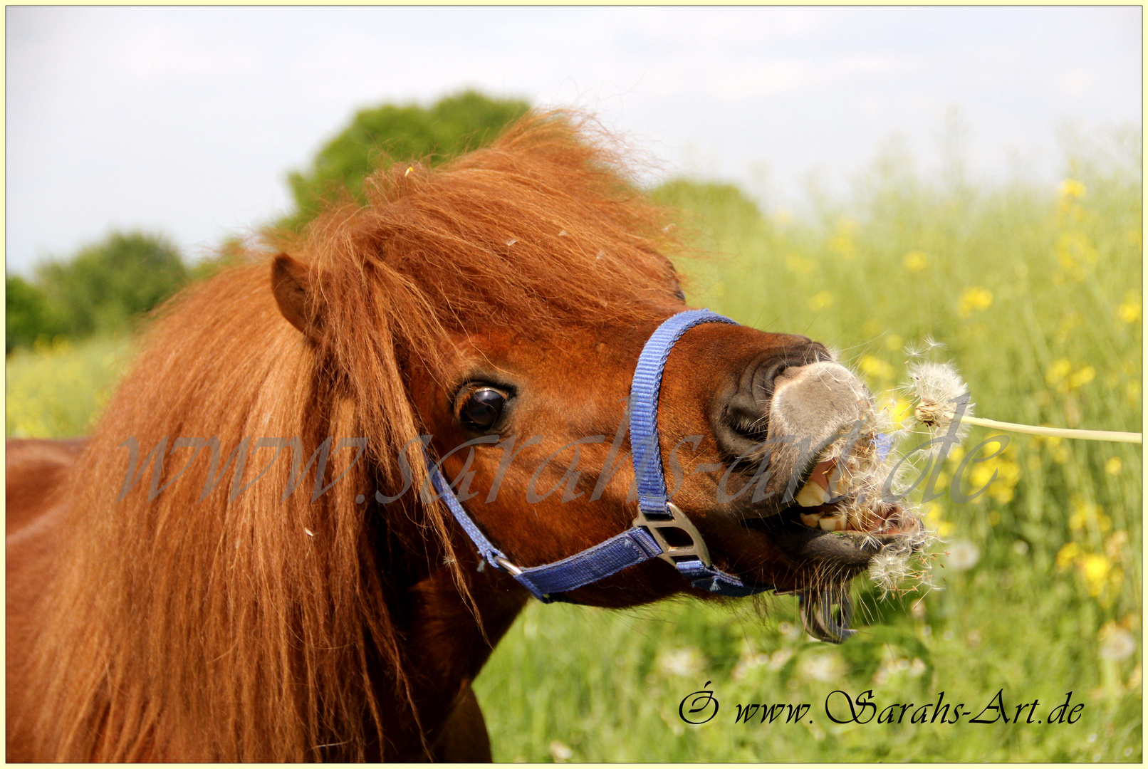 Pusteblume???