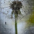 Pusteblume