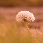 Pusteblume