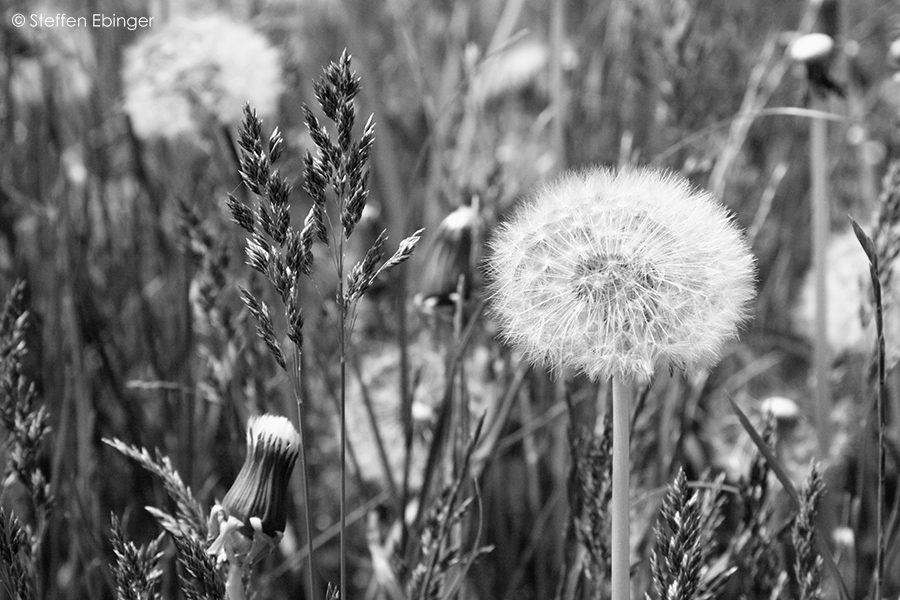 Pusteblume