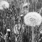 Pusteblume