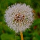 pusteblume