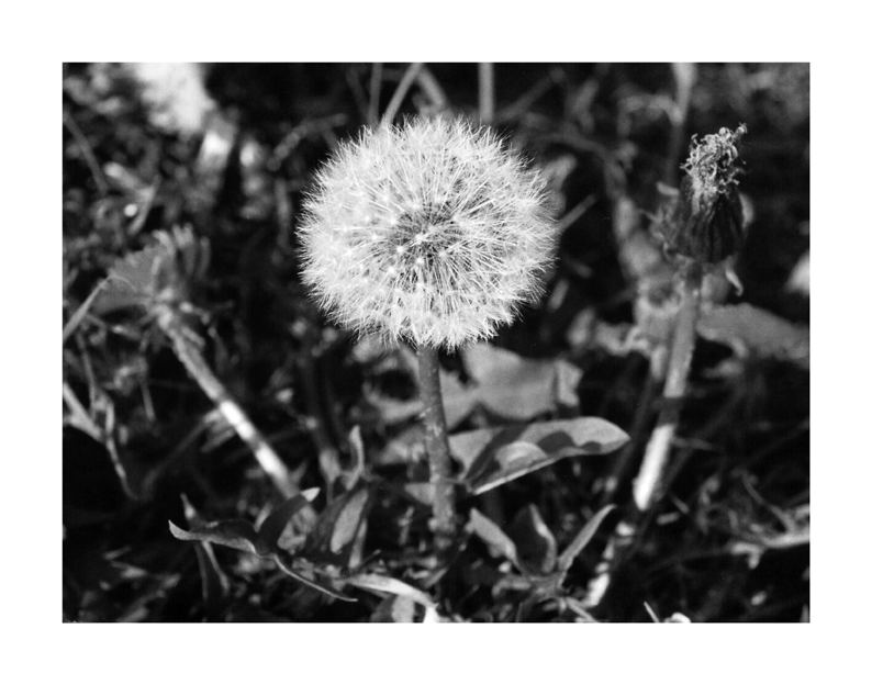 PUSTEBLUME