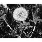 PUSTEBLUME