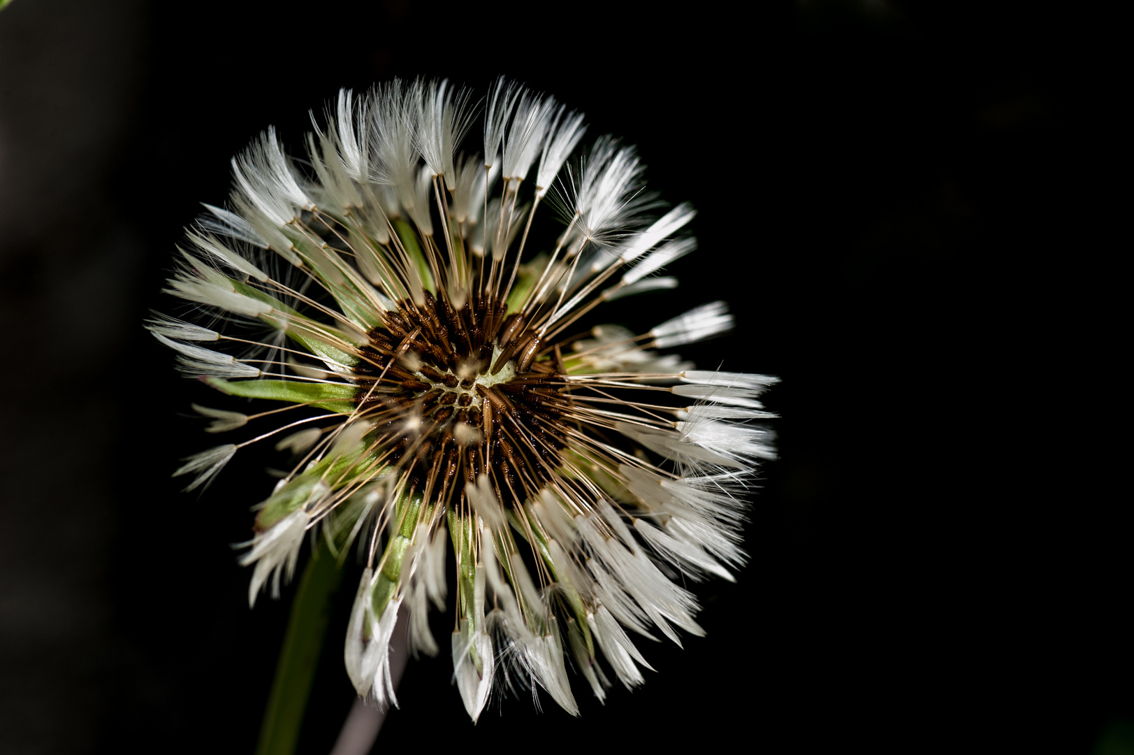 Pusteblume