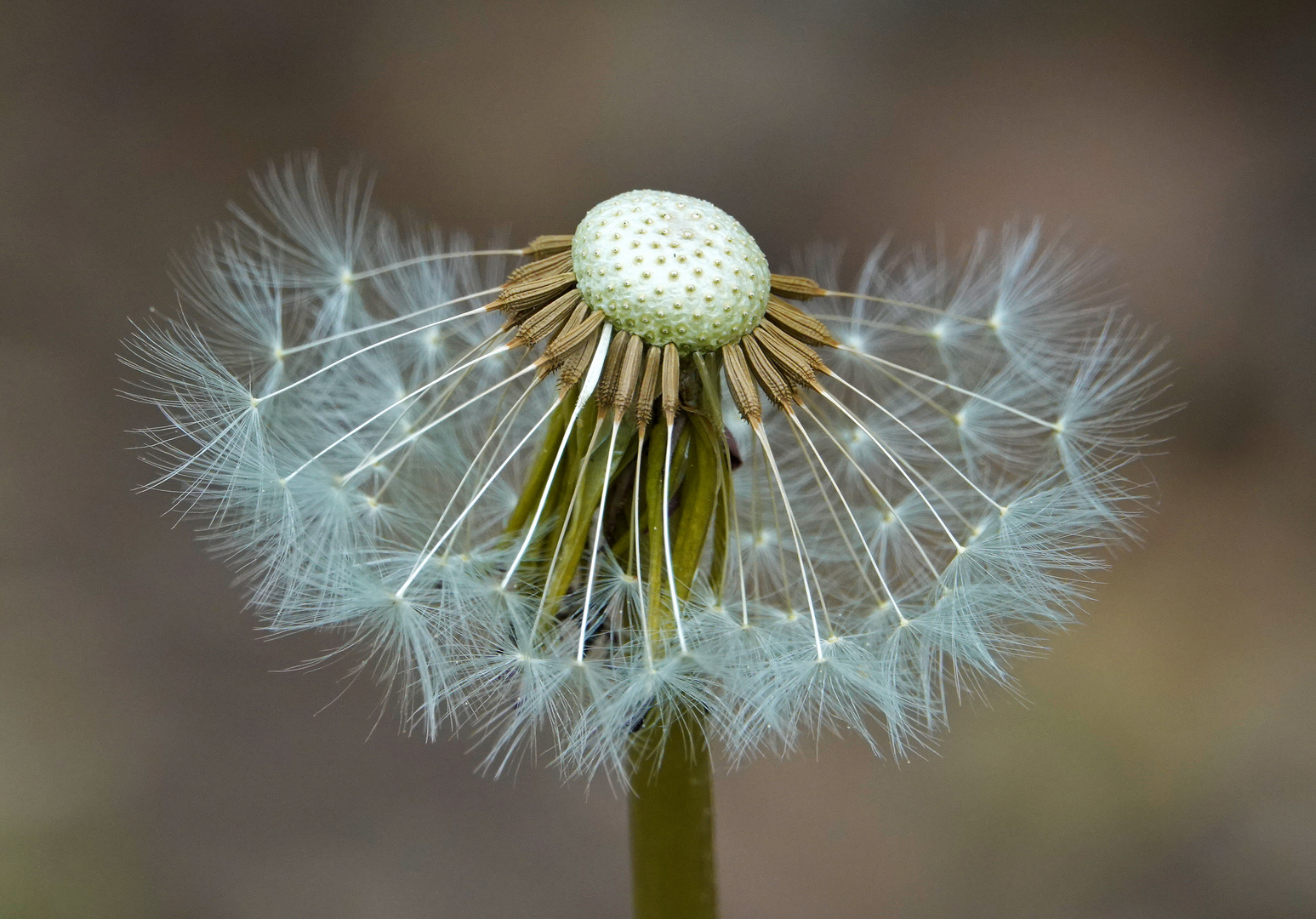 Pusteblume