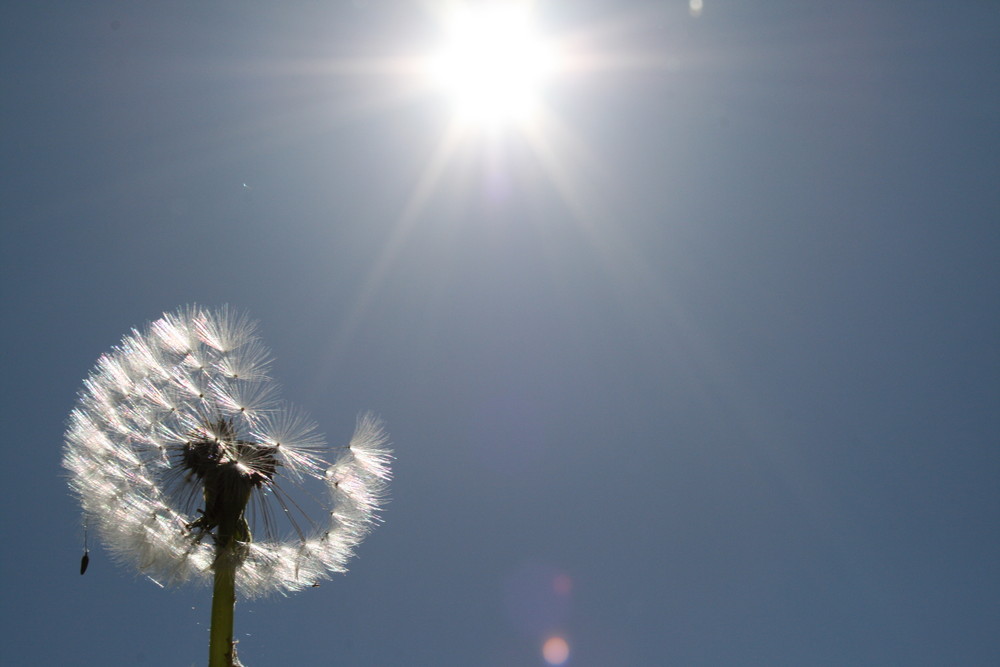 Pusteblume