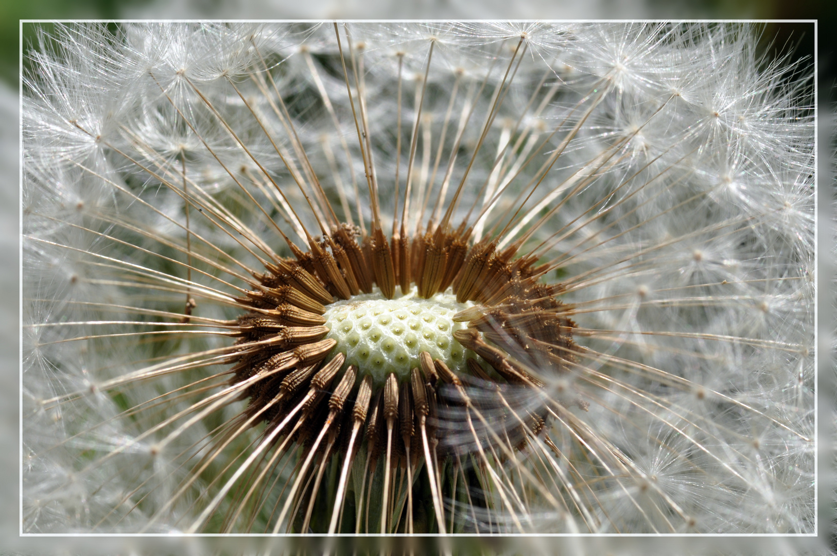 Pusteblume