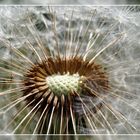 Pusteblume