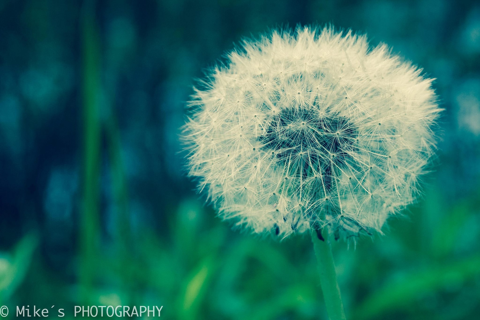 Pusteblume