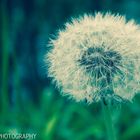 Pusteblume