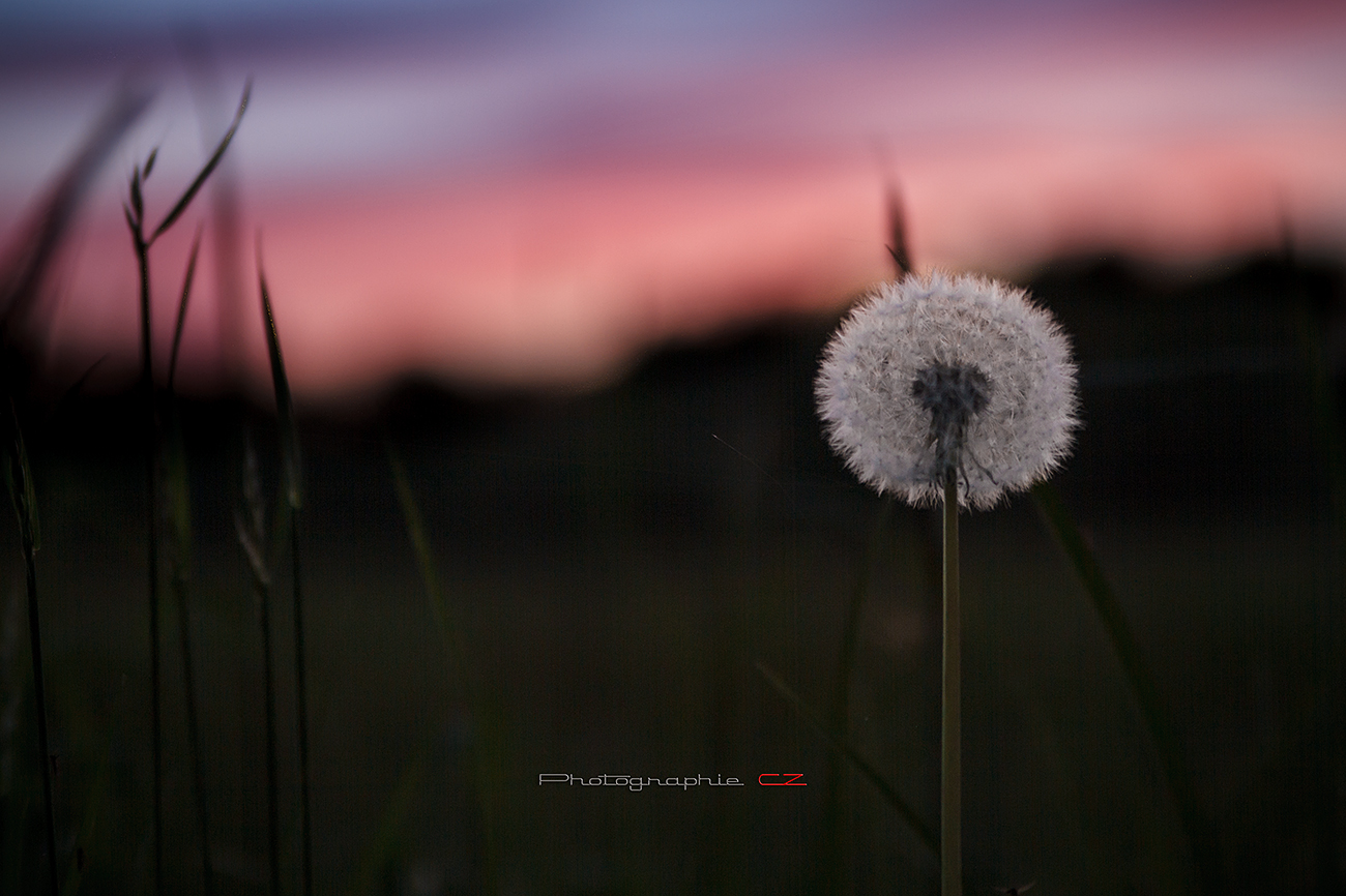 Pusteblume