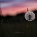 Pusteblume