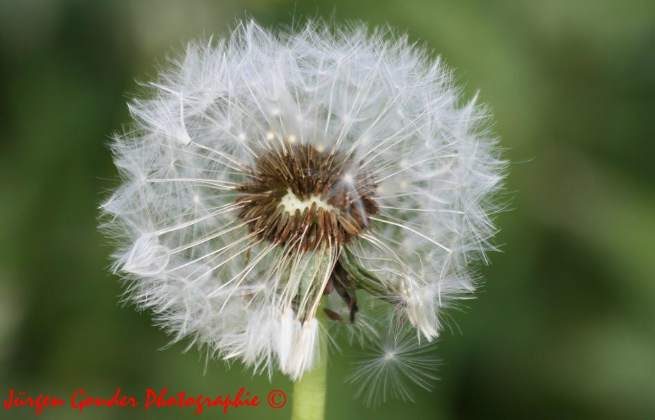 Pusteblume