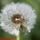 Pusteblume