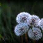 Pusteblume