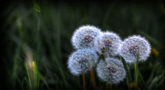 Pusteblume