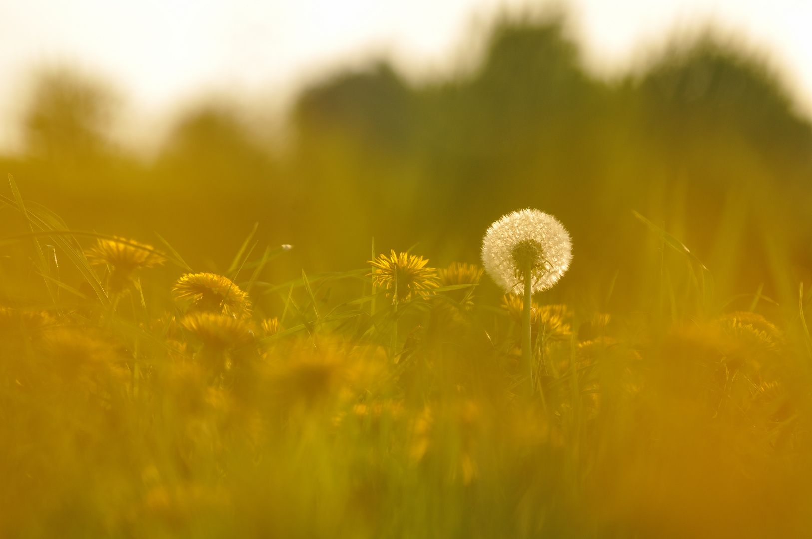 Pusteblume