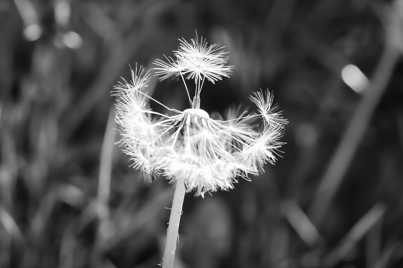 Pusteblume...