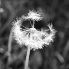 Pusteblume...