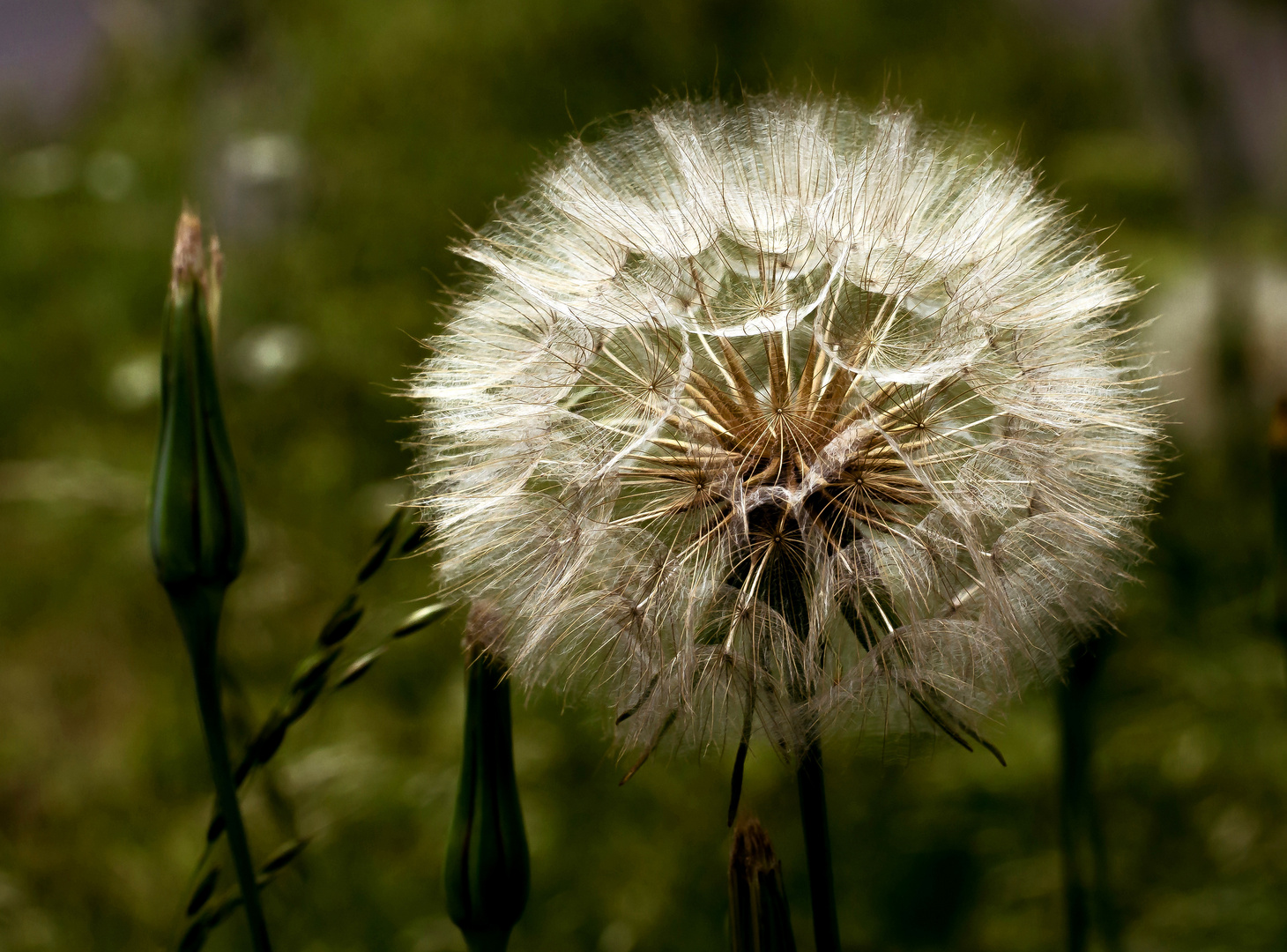 Pusteblume