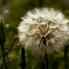 Pusteblume