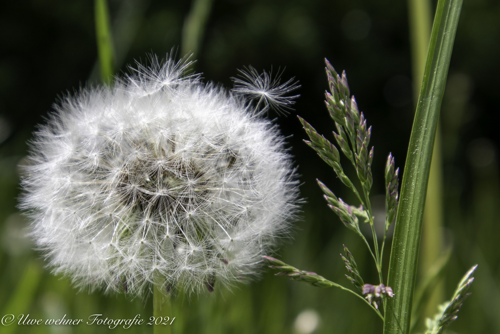 Pusteblume 