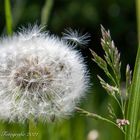 Pusteblume 