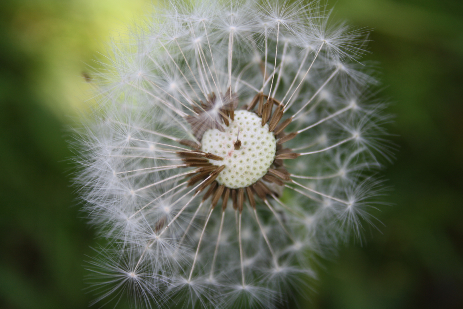 Pusteblume