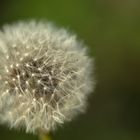 Pusteblume