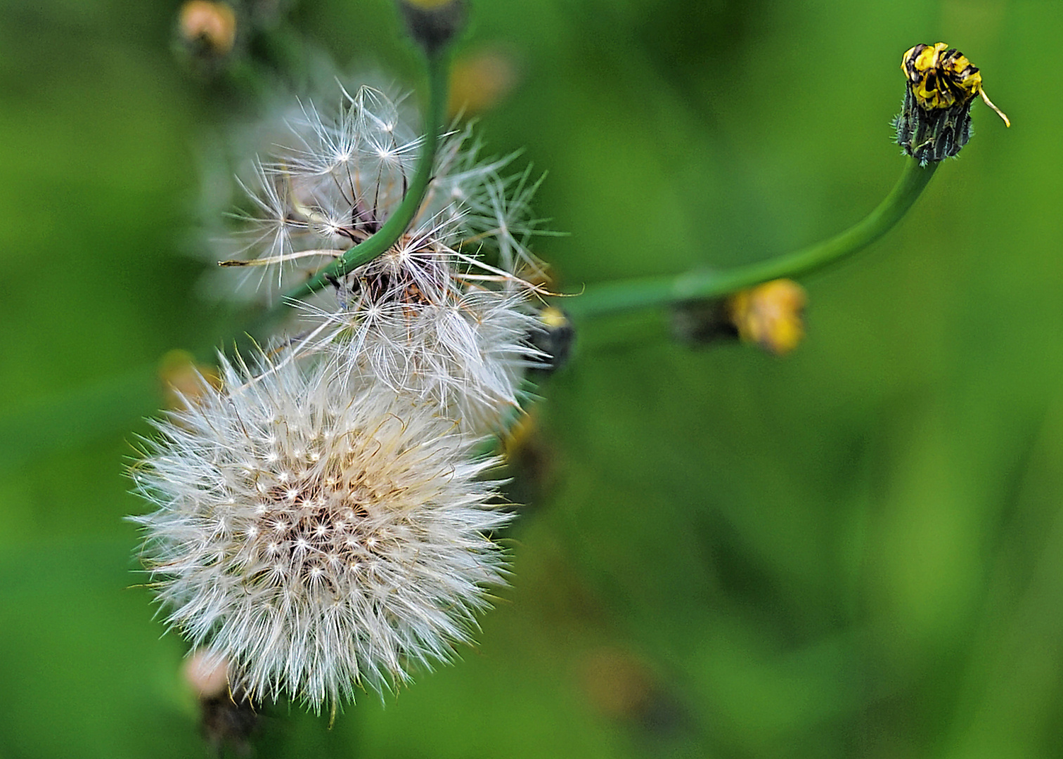 Pusteblume 