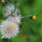 Pusteblume 