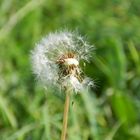 Pusteblume