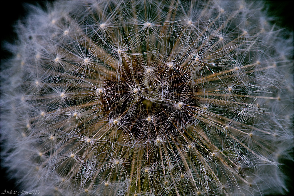 Pusteblume