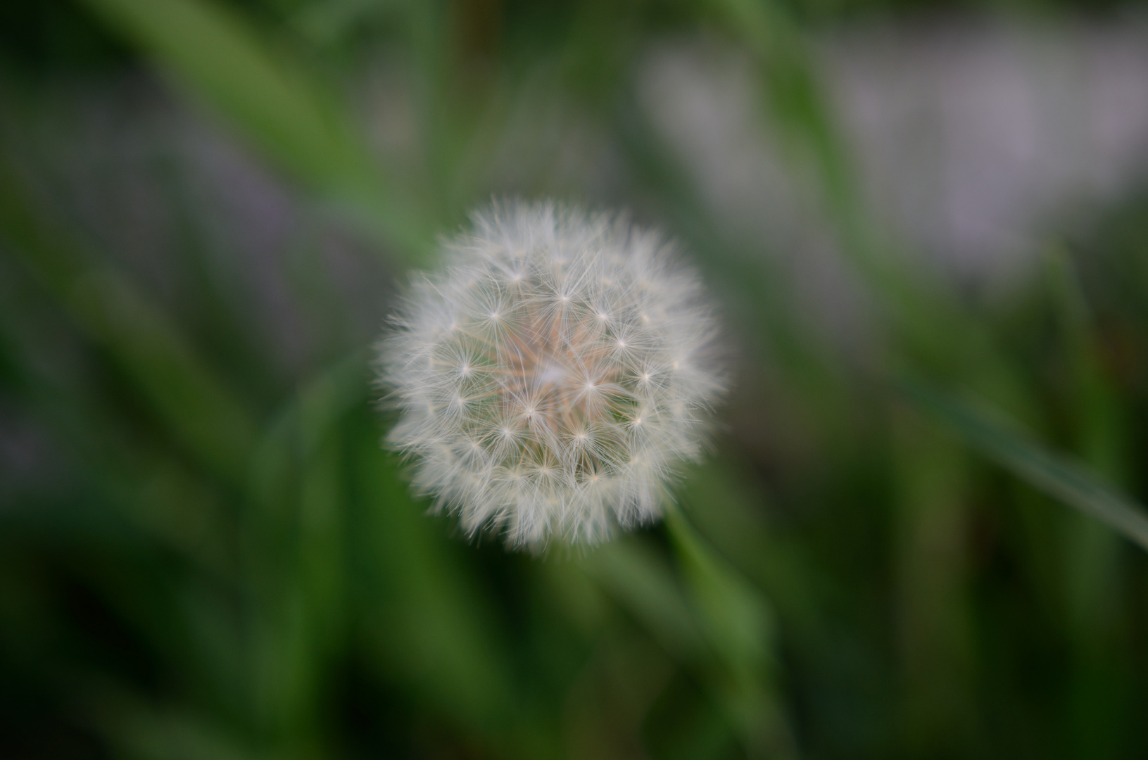 Pusteblume