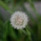 Pusteblume