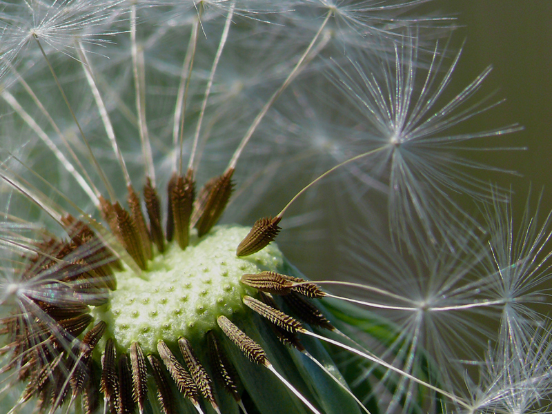 Pusteblume