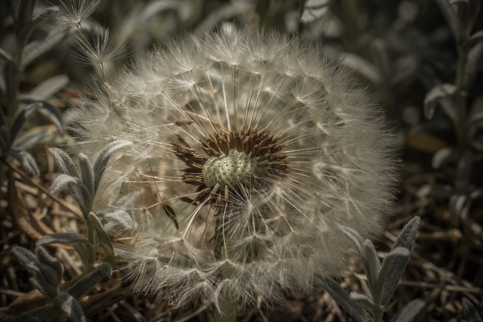 Pusteblume